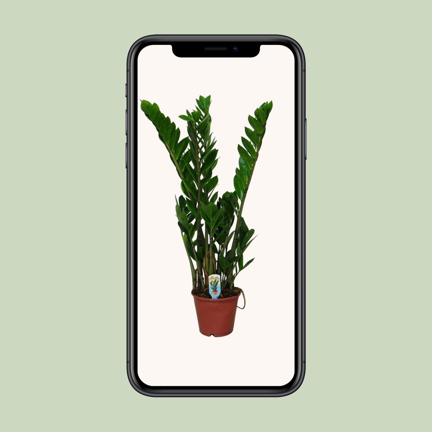 Zamioculcas Zamiifolia - Γ14cm - β50cm