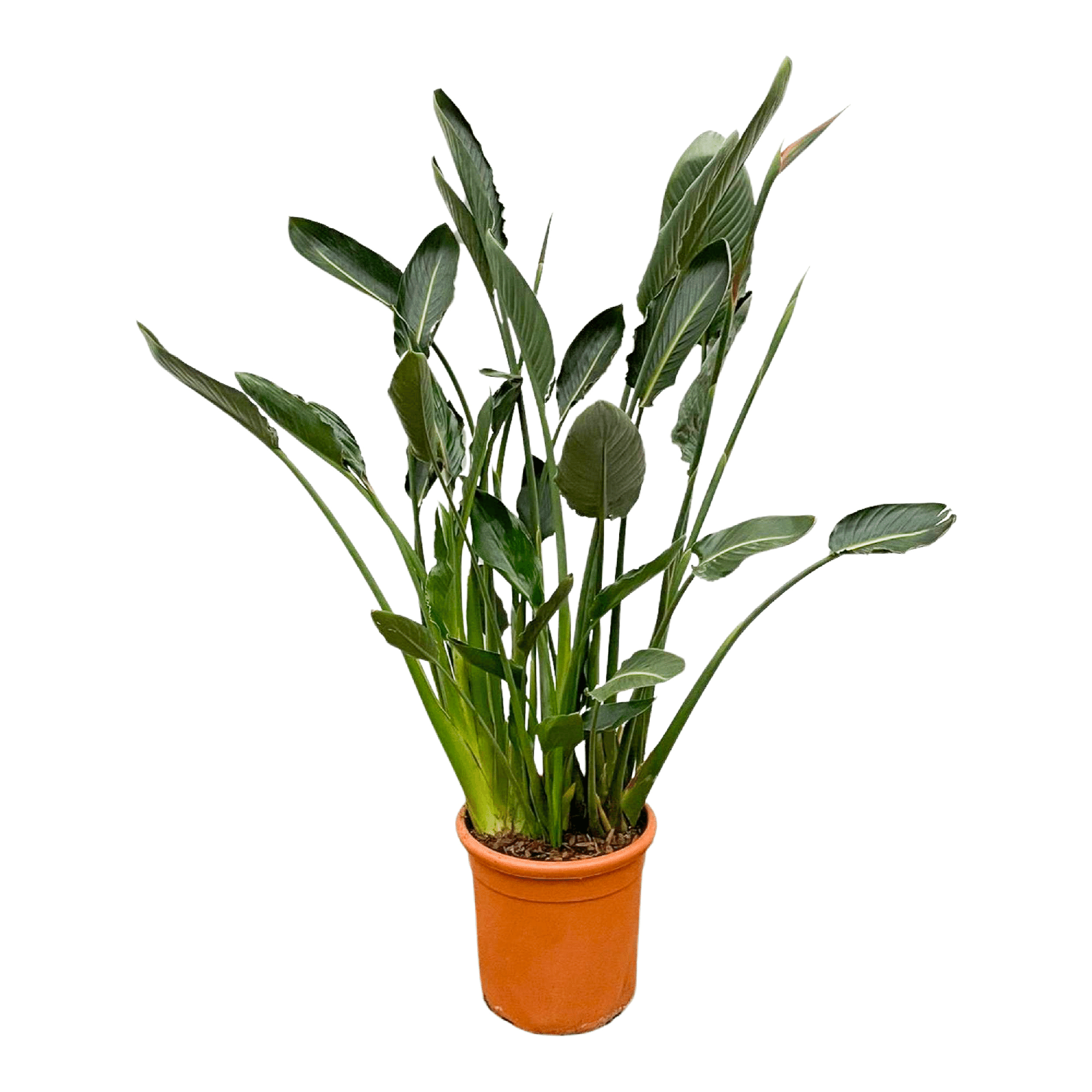 Strelitzia Reginae XL - 160cm - β30