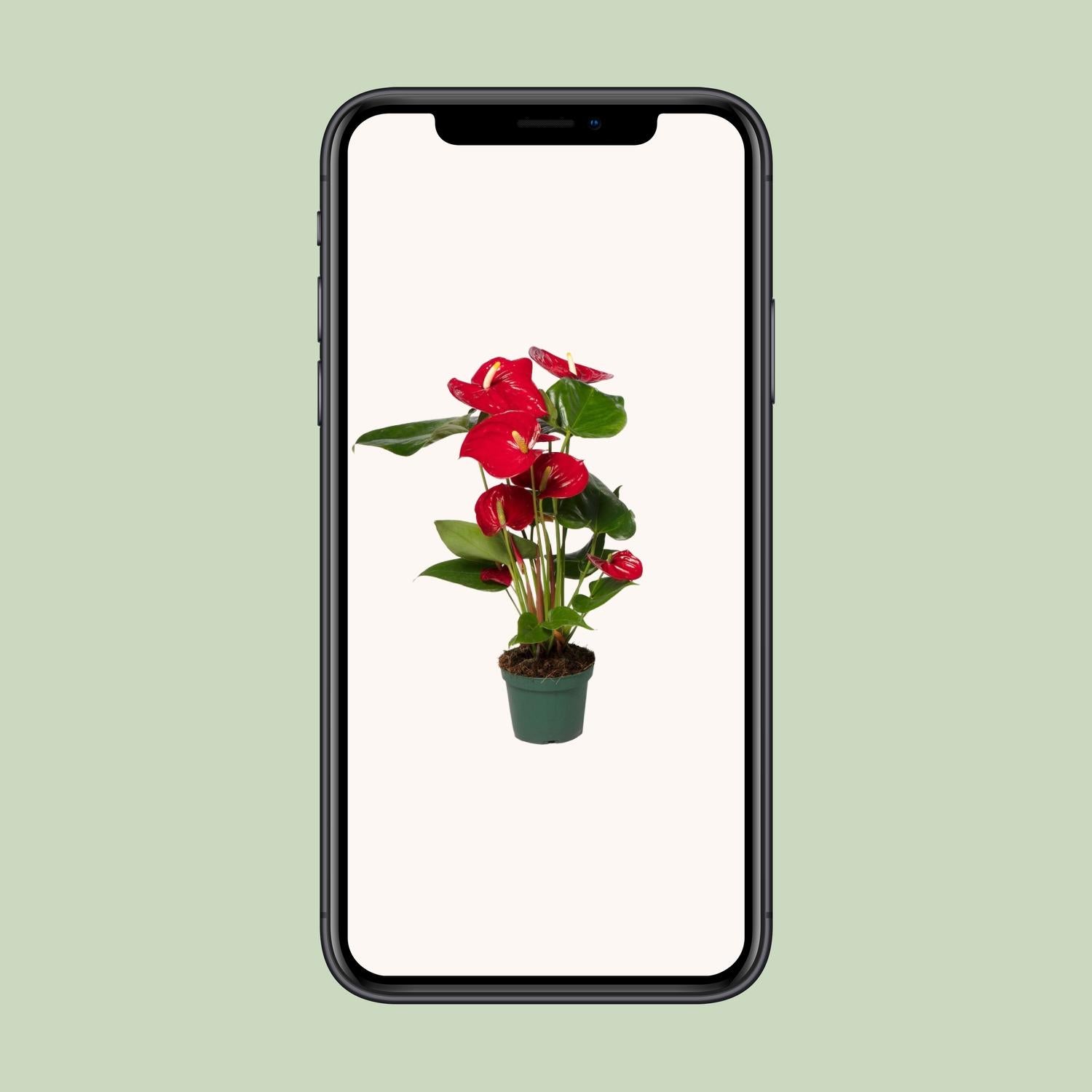Anthurium Rood - Ø17cm - ↕55cm - Ø12cm - ↕40cm