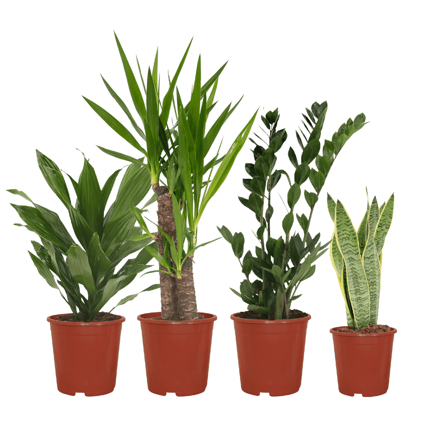 Makkelijke plant box - 4 kamerplanten - Verschillende hoogtes - Ć14-Ć17