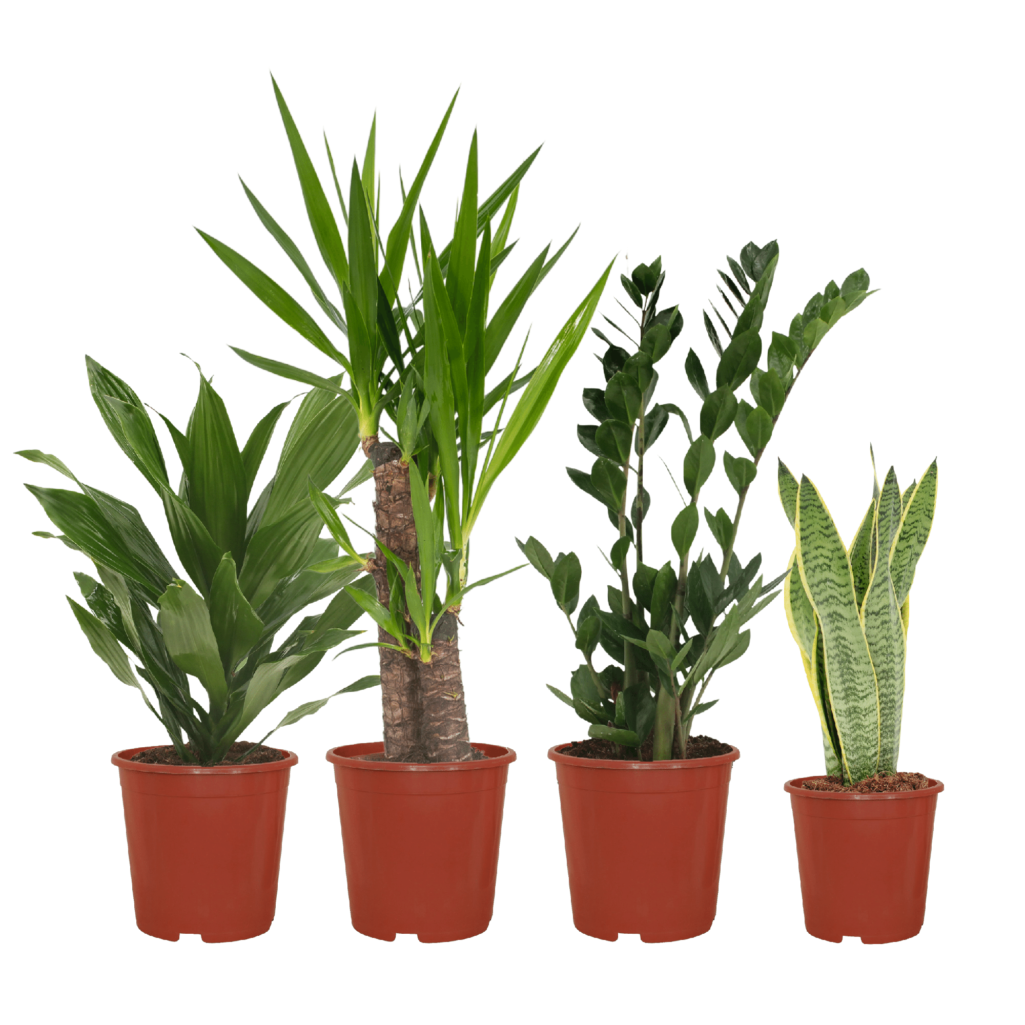 Makkelijke plant box - 4 kamerplanten - Verschillende hoogtes - Ć14-Ć17