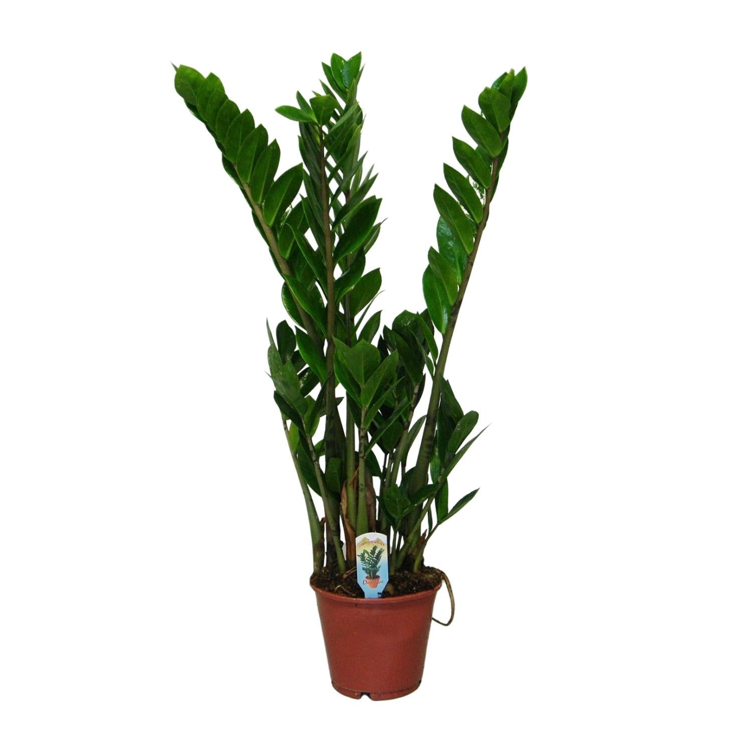 Zamioculcas Zamiifolia - Γ14cm - β50cm