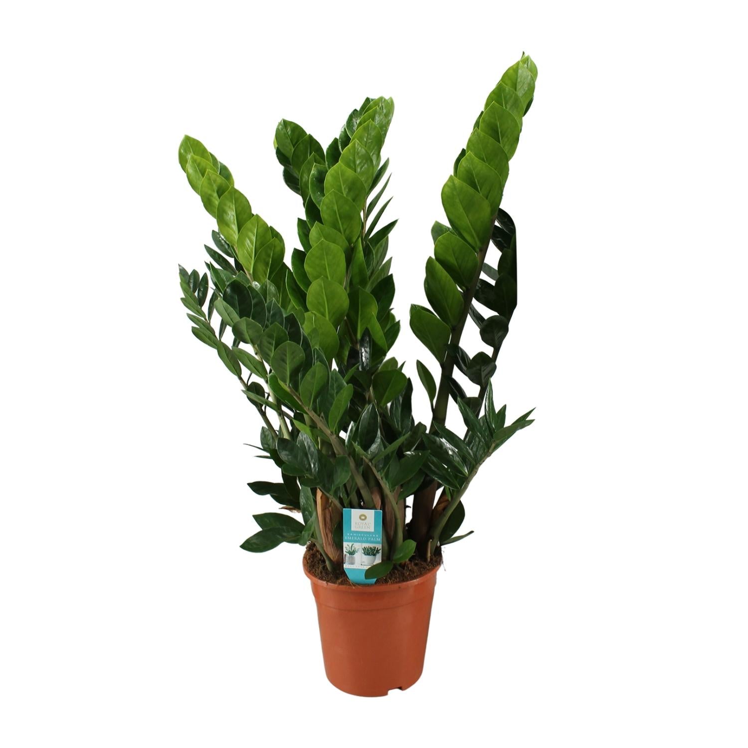 Zamioculcas Zamiifolia - ร21cm - โ80cm