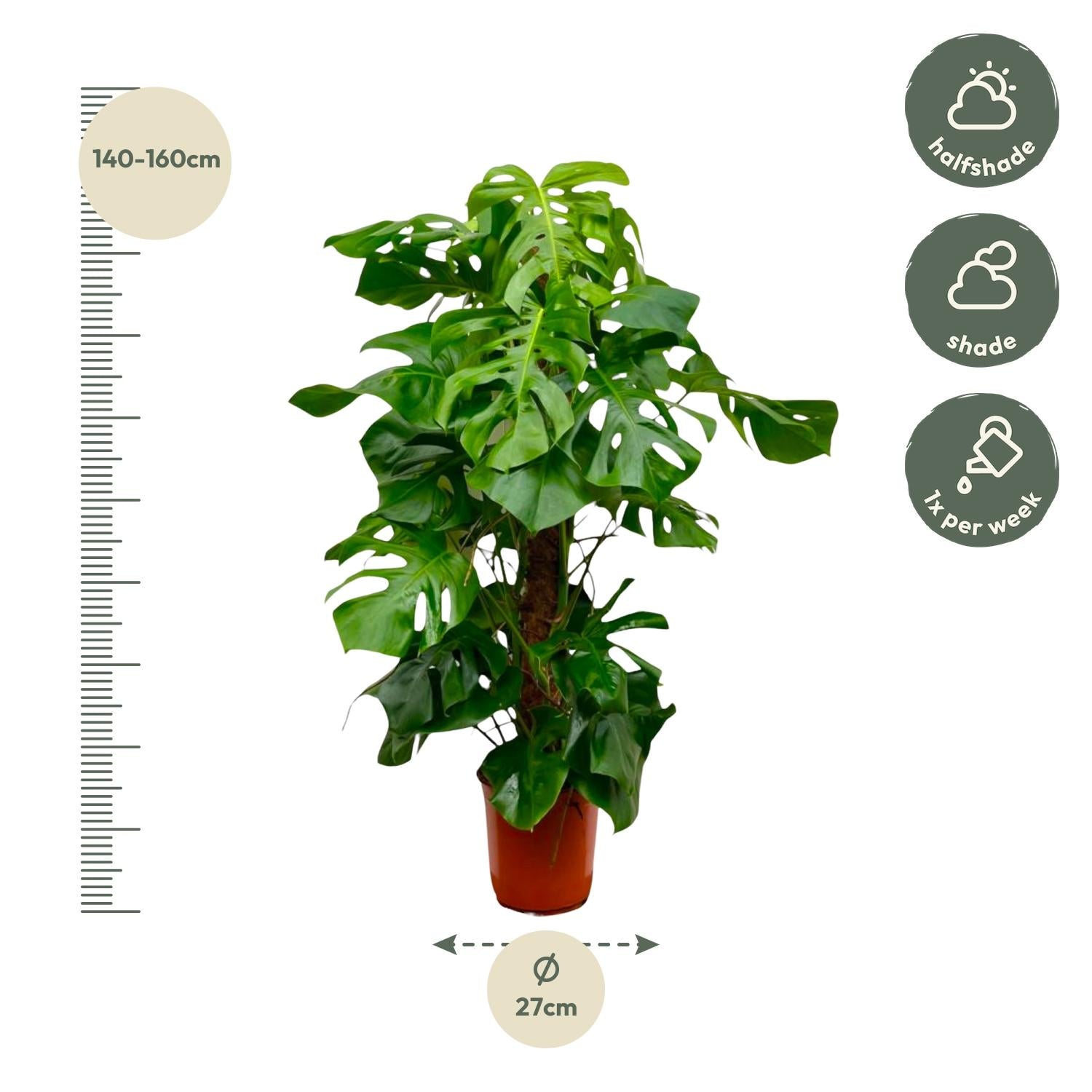 Monstera Deliciosa XXL - 150cm - ā27