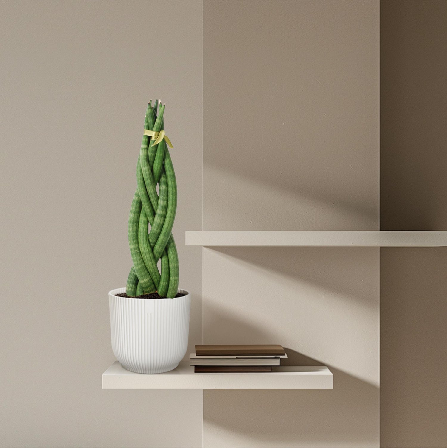 Sansevieria cylindrica &
