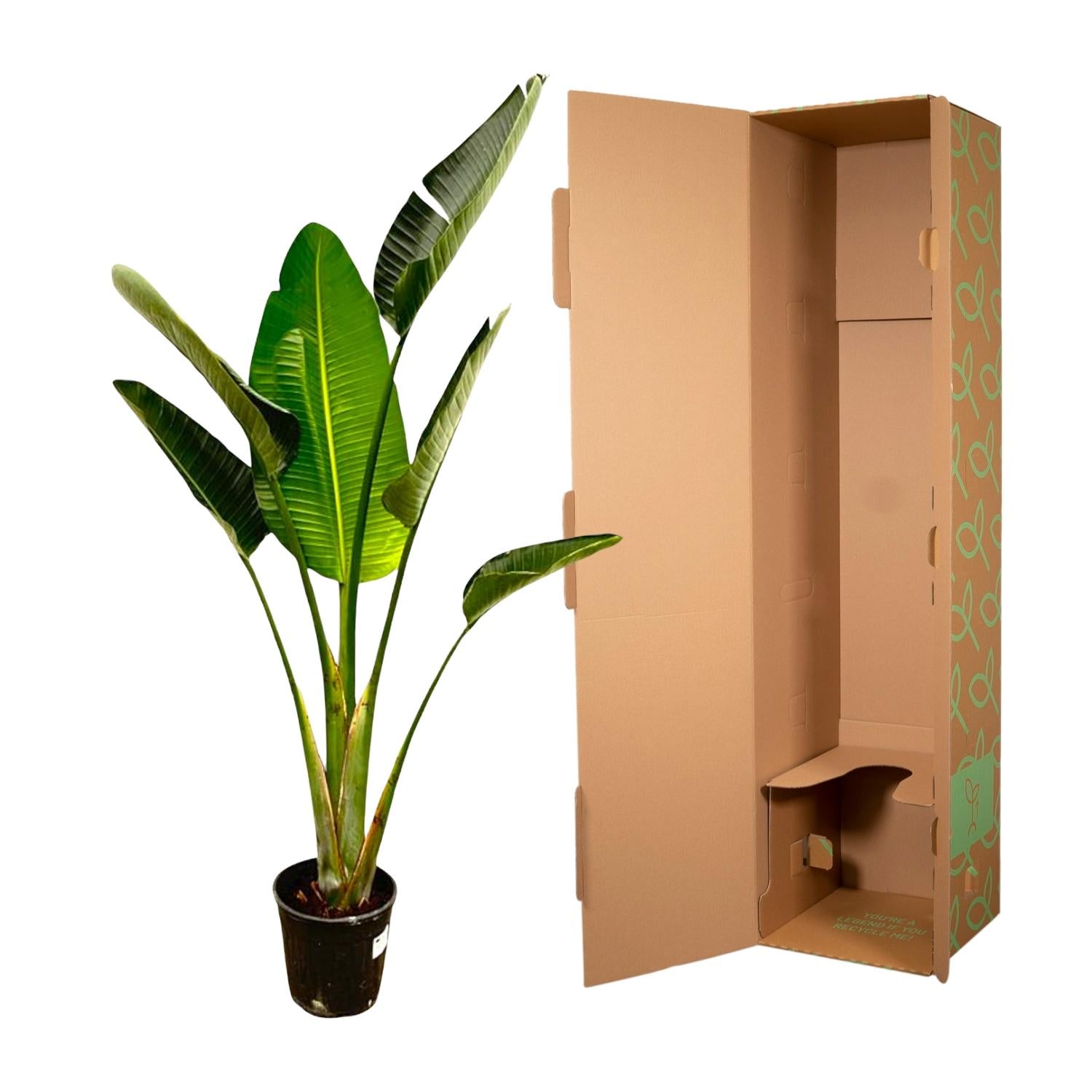 Strelitzia Augusta - 180cm - β30