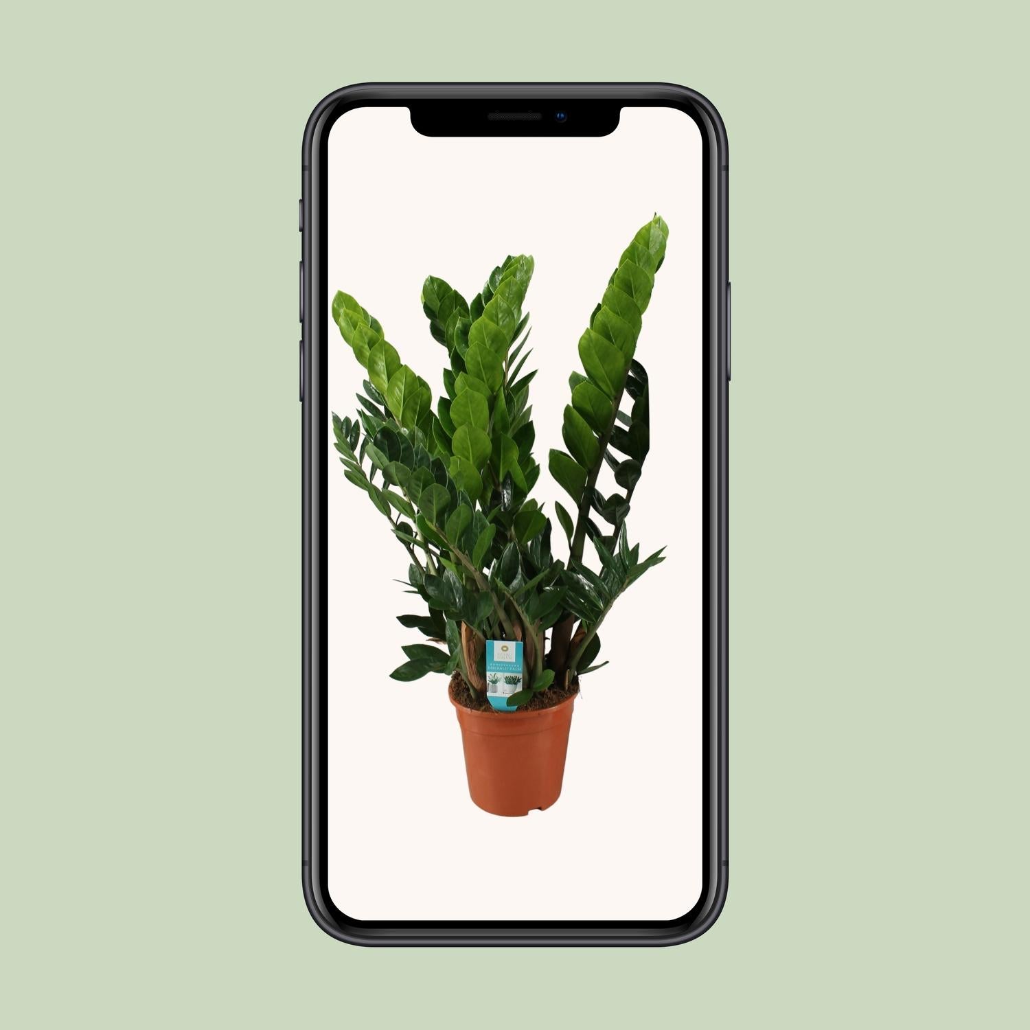 Zamioculcas Zamiifolia - ร21cm - โ80cm