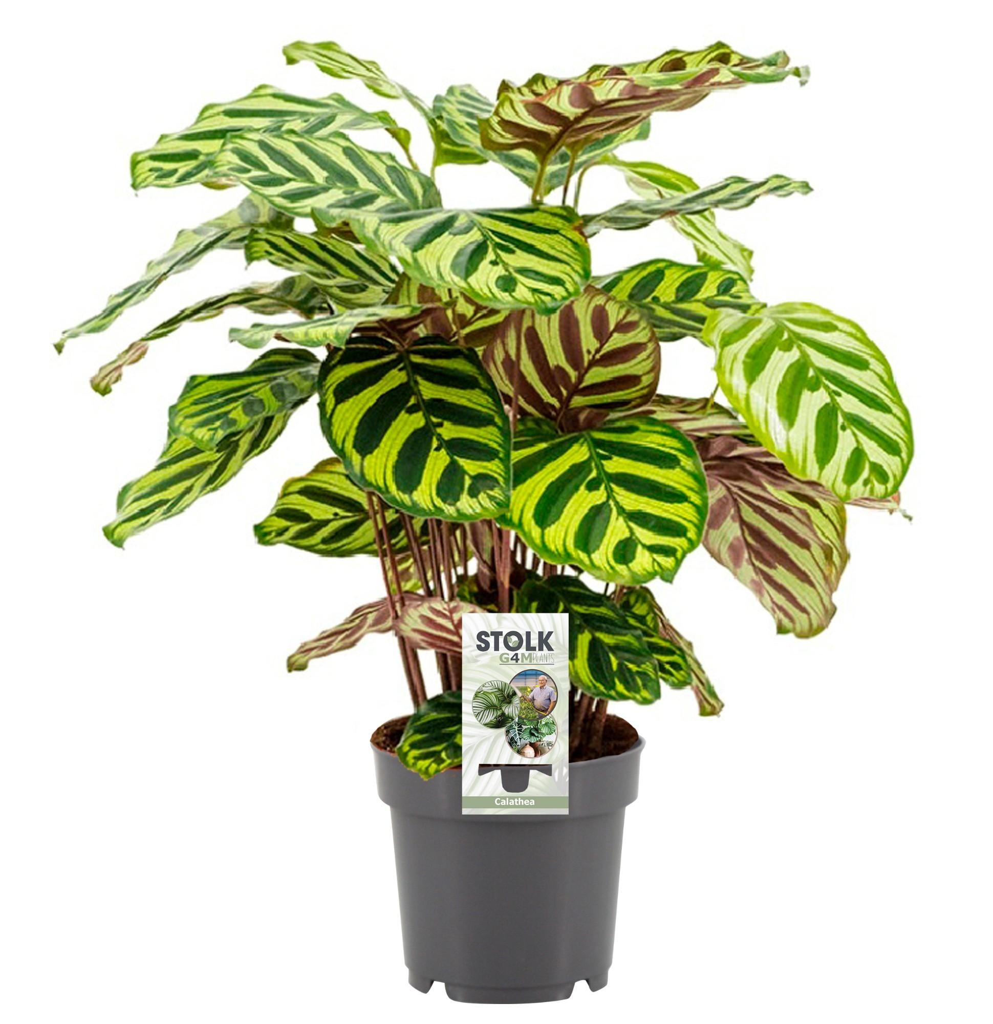 Calathea Makoyana - Γ14cm - β45cm
