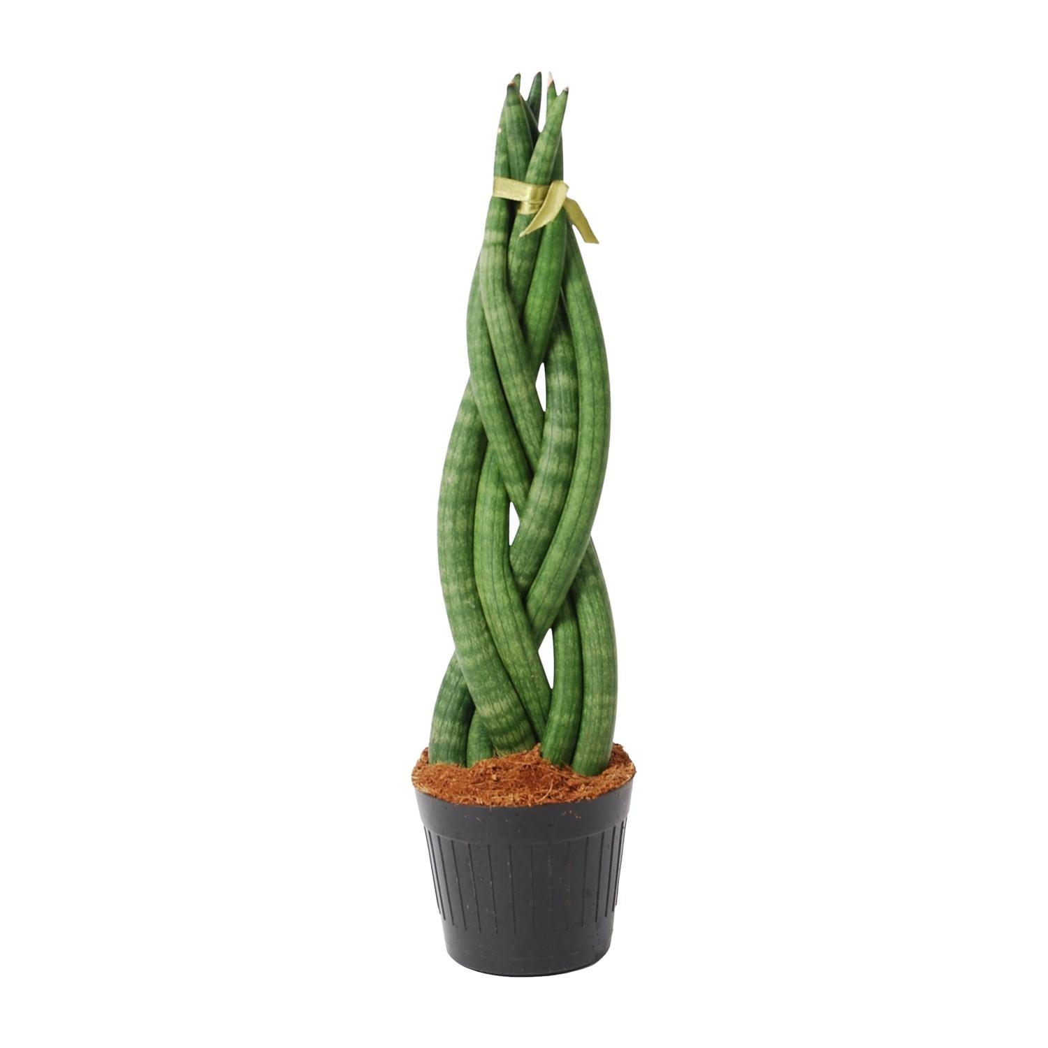 Sansevieria cylindrica &