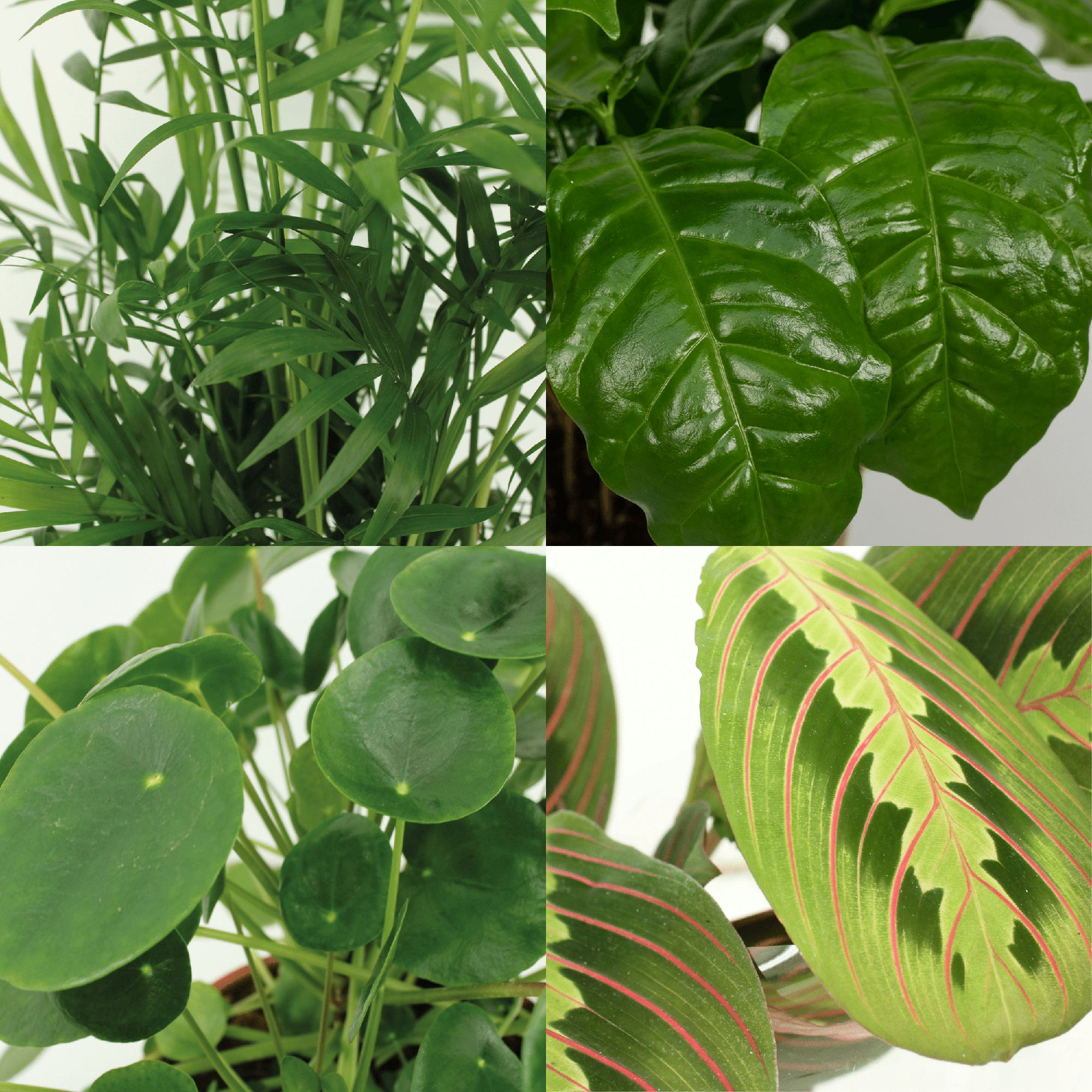 Diervriendelijke Plant Box - 4 stuks - Ø12cm - ↕20-40cm