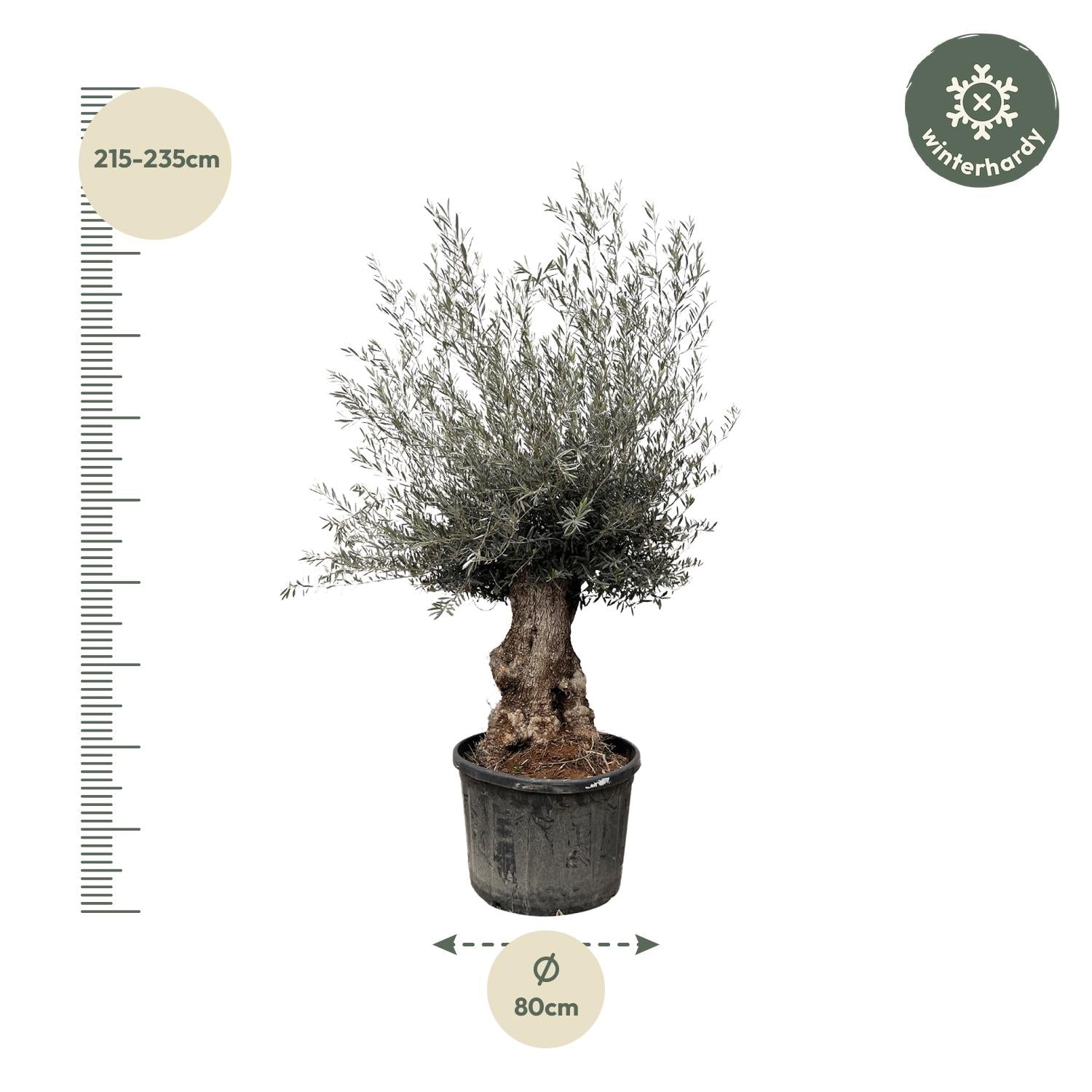 Olea Europaea Bonsai - 270cm- Γ80