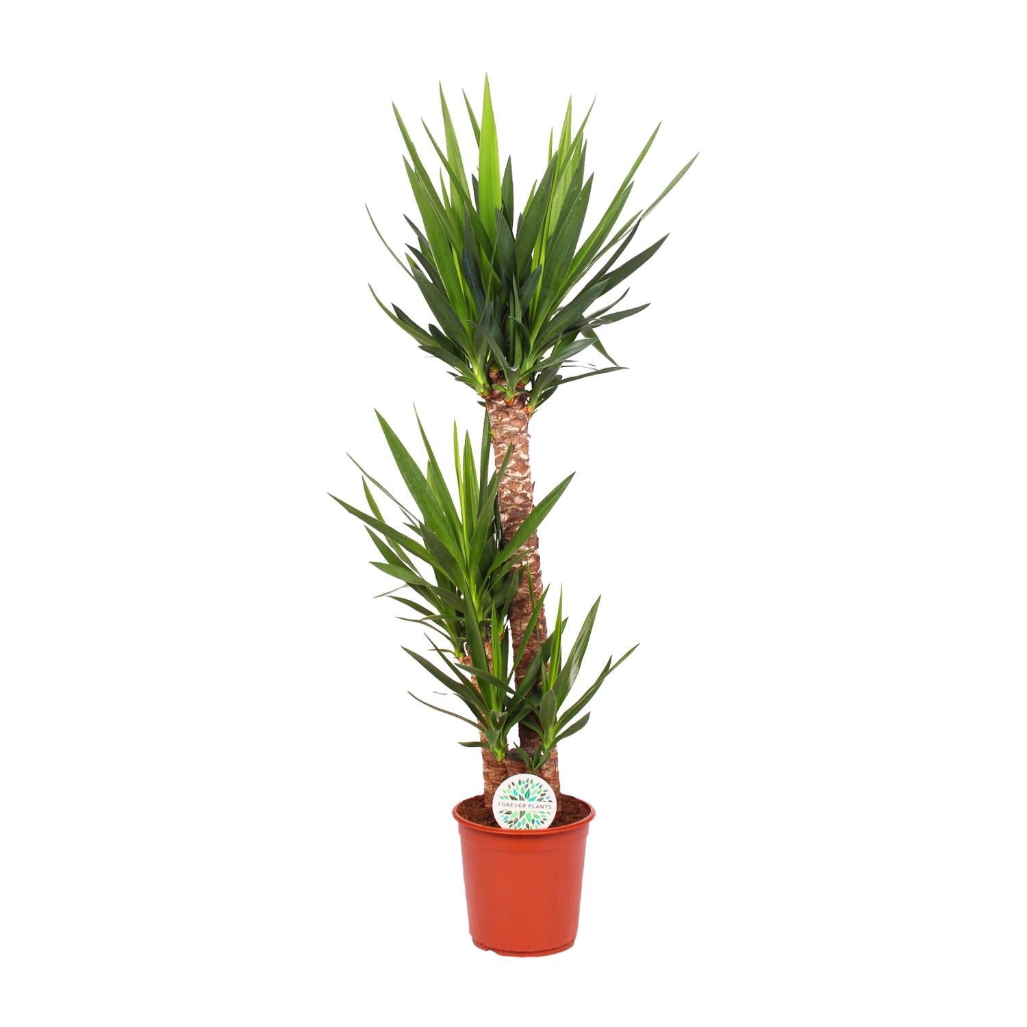 Yucca Elephantipes - Γ24cm - β125cm