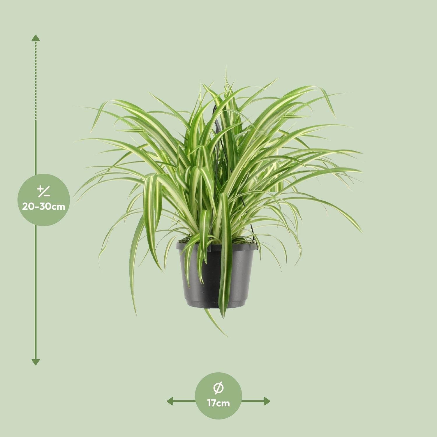 Chlorophytum Comosum Variegatum - Γ17cm - β30cm