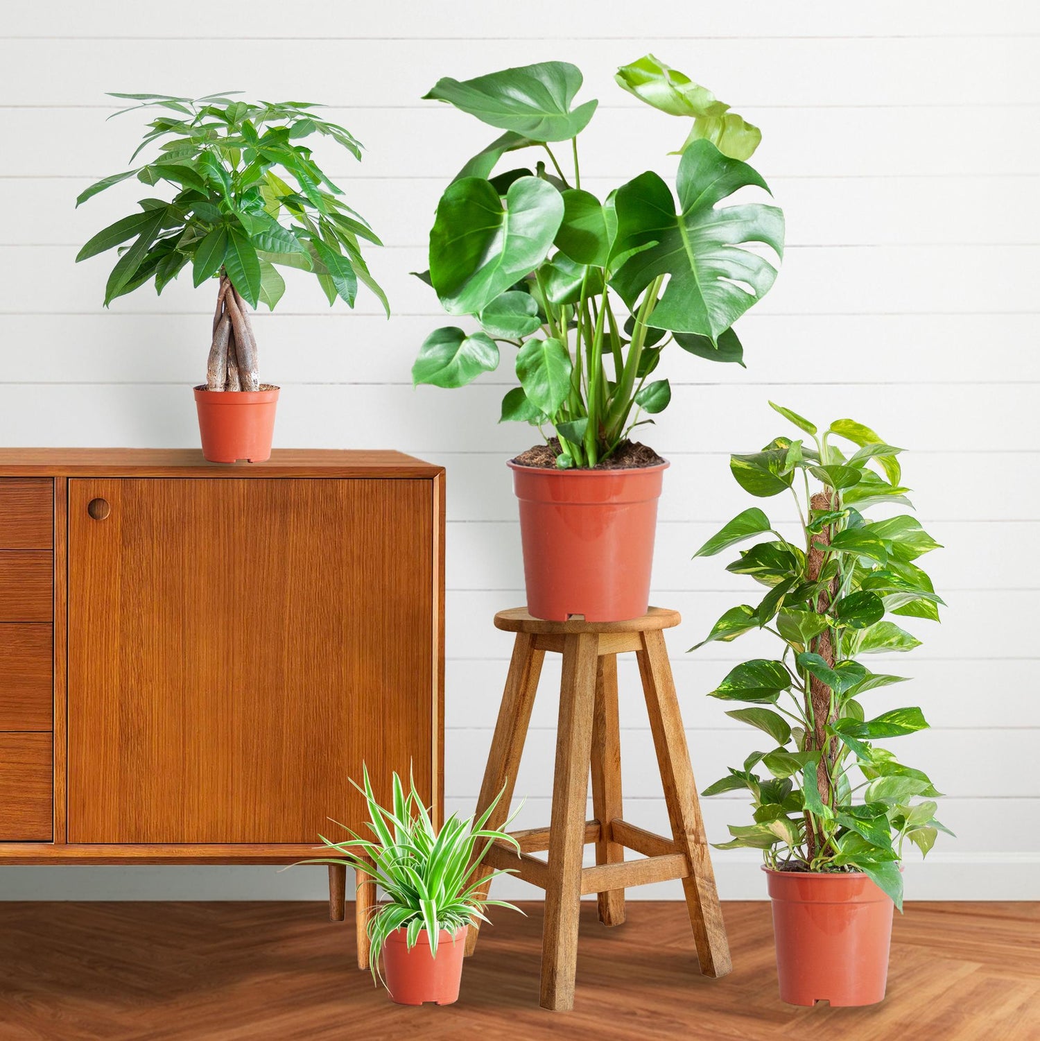 Top 10 makkelijke kamerplanten voor beginners