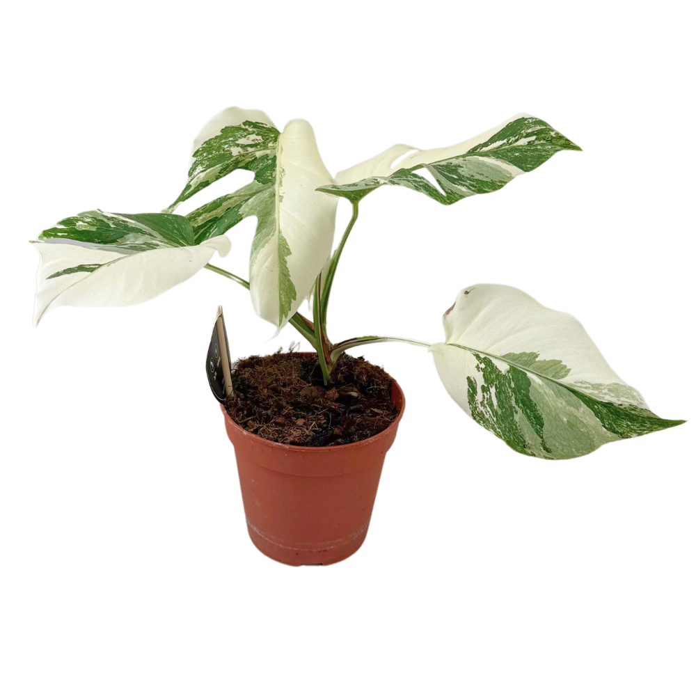 Monstera Deliciosa Variegata Super White - ร15cm - โ35-40cm