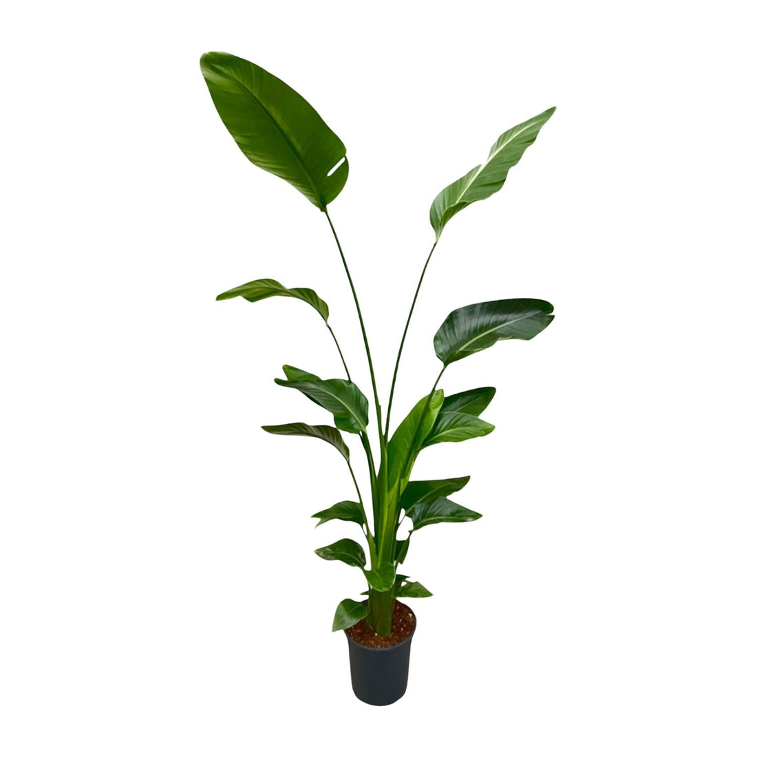 Strelitzia Nicolai - 170 cm - β24