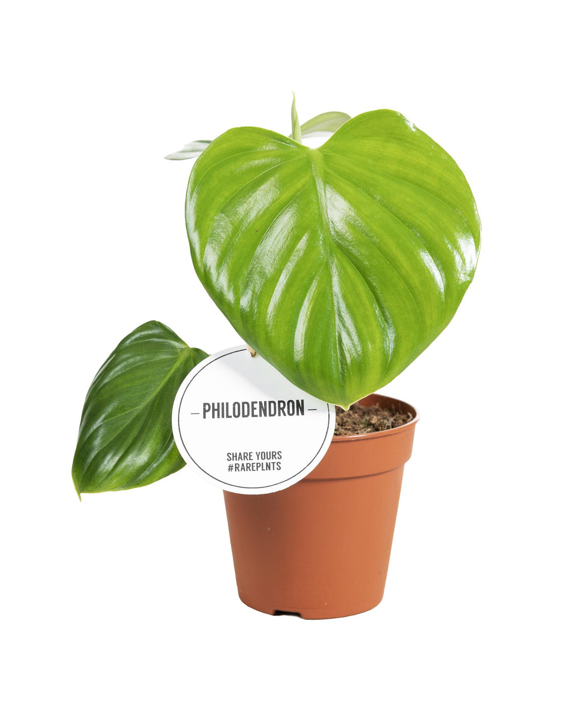 Philodendron Pittieri - ร12cm - โ30cm