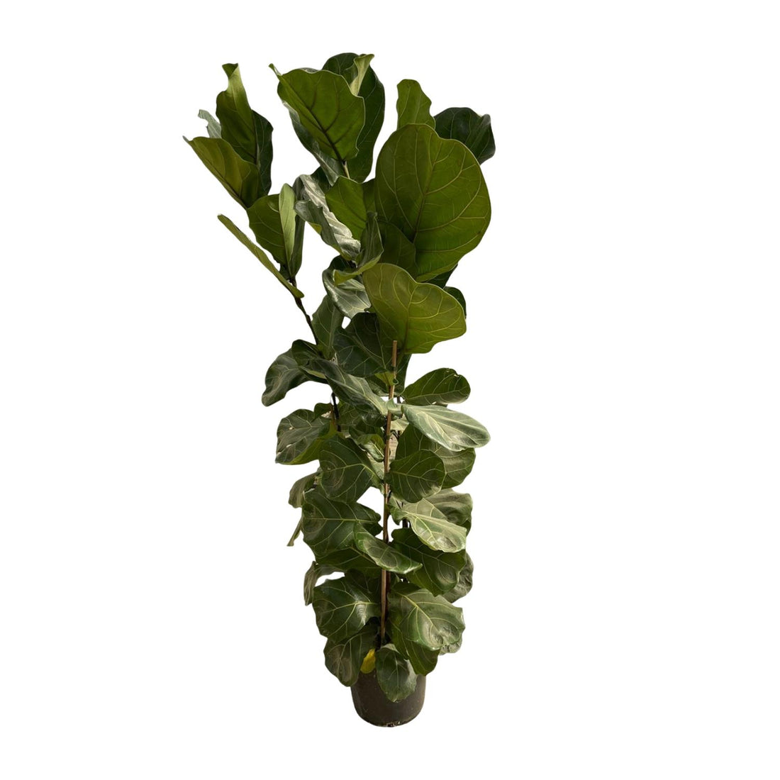 Ficus Lyrata struik - 180 cm - Γ35