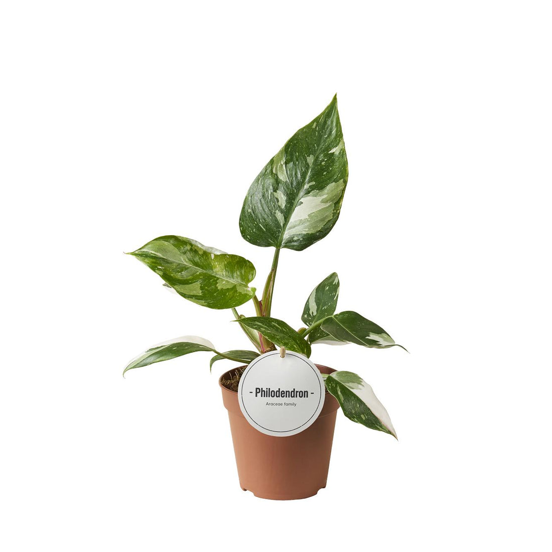 Philodendron White Princess - ร12cm - โ30cm