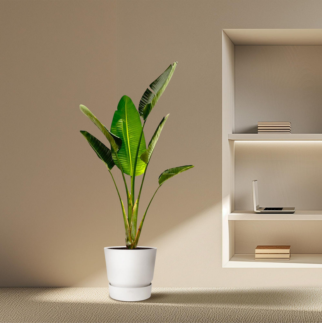 Strelitzia Augusta - 180cm - β30