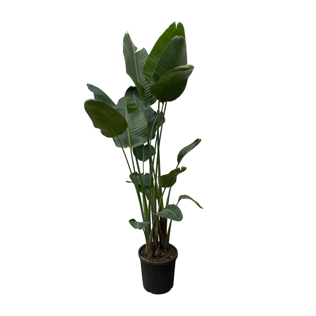 Strelitzia Nicolai XXL - 250 cm - ΓΈ50