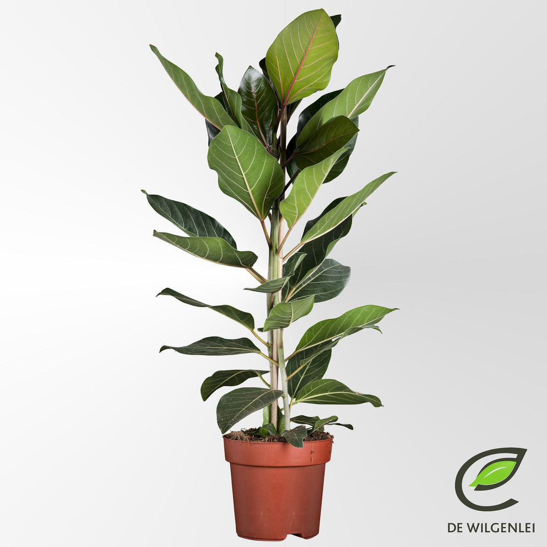 Ficus Benghalensis &