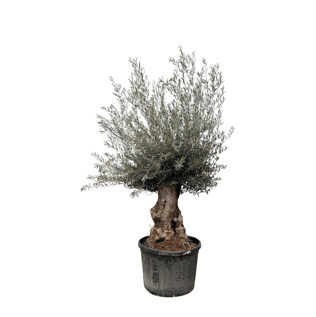 Olea Europaea Bonsai - 270cm- Γ80