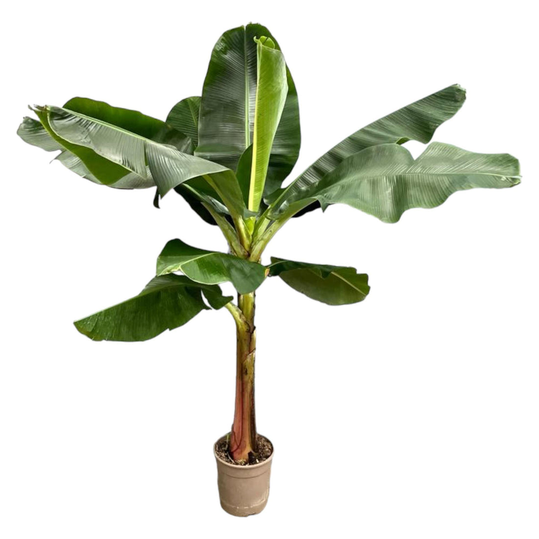 Bananenplant (Musa) - 200 cm - ΓΈ30