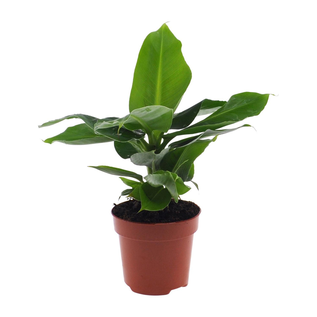 Musa Oriental Dwarf - ร12cm - โ25cm