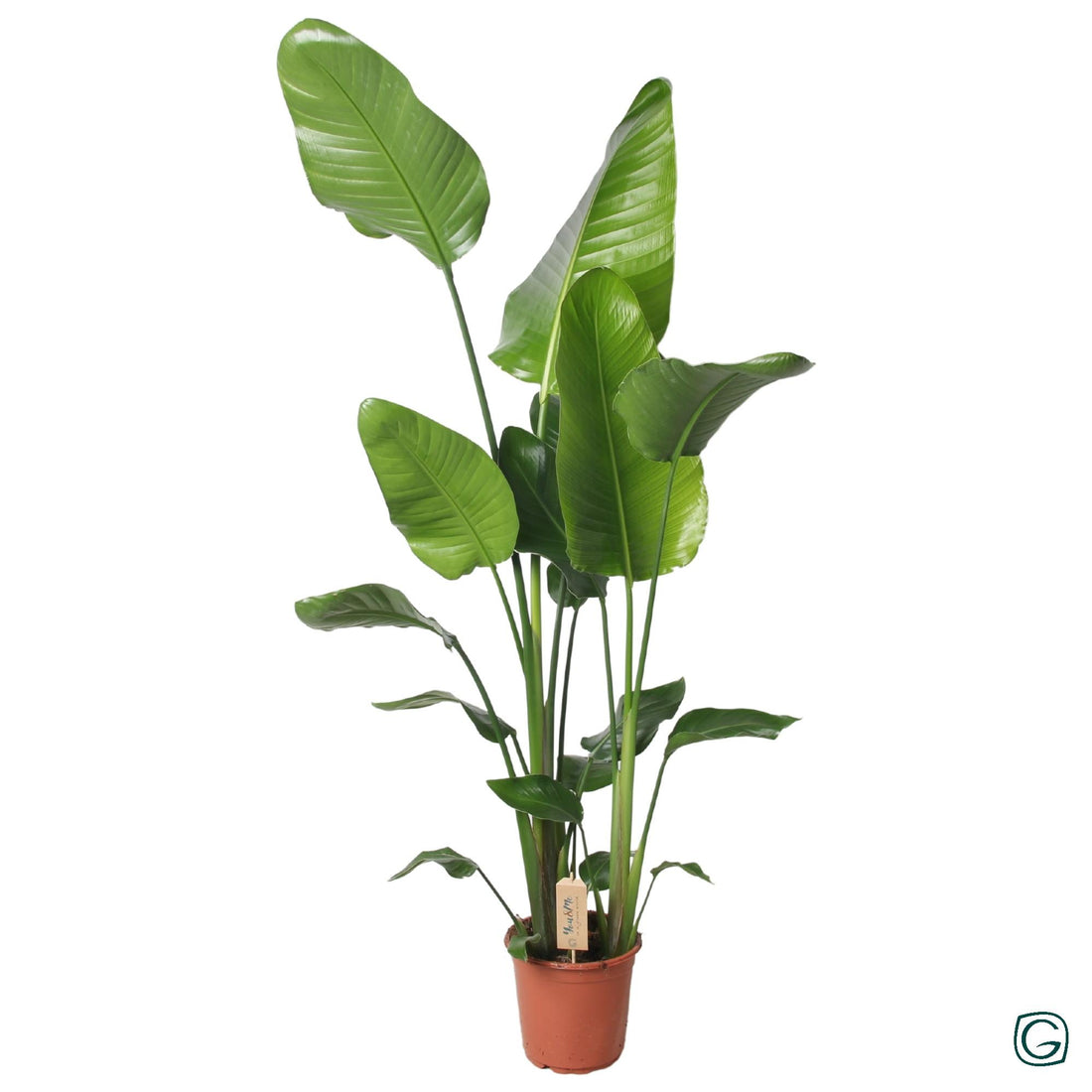 Strelitzia Nicolai 130cm - Ø21cm