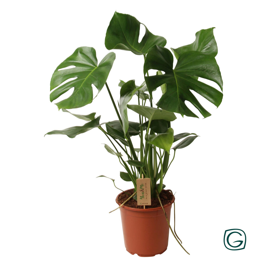 Monstera Deliciosa P21 - ร21cm - โ60cm