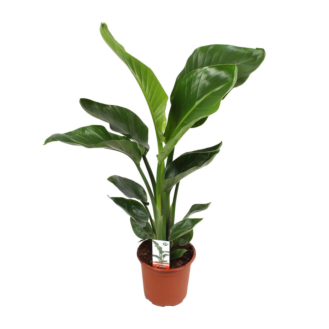 Strelitzia Nicolai Ø17cm - ↕70cm