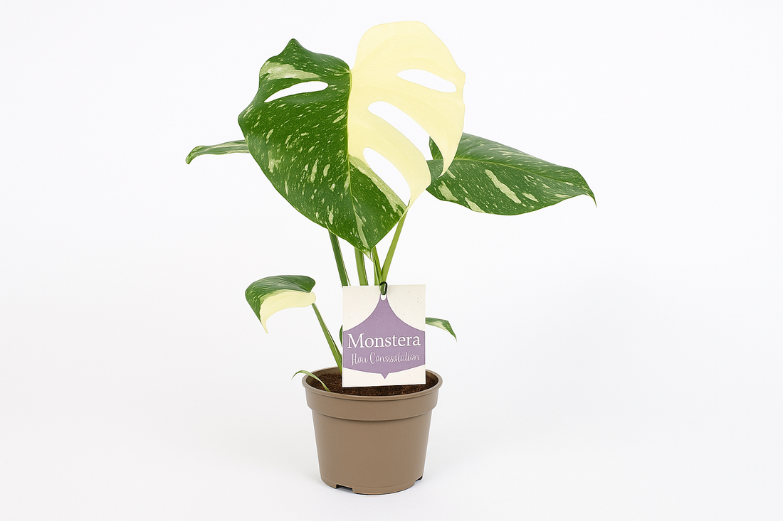 Monstera Thai Constellation 12cm - ร12cm - โ30cm