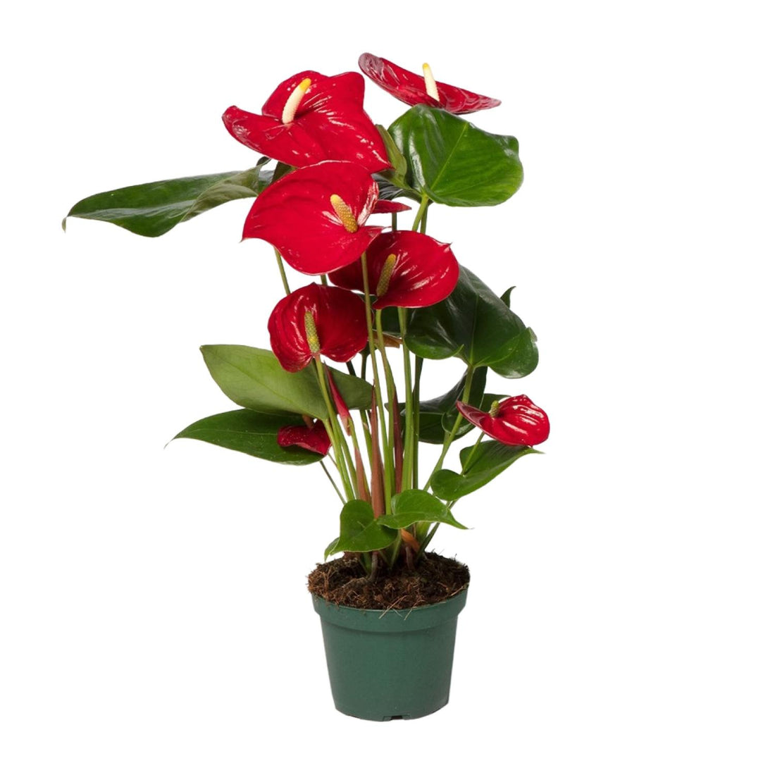 Anthurium Rood - Ø17cm - ↕55cm - Ø12cm - ↕40cm