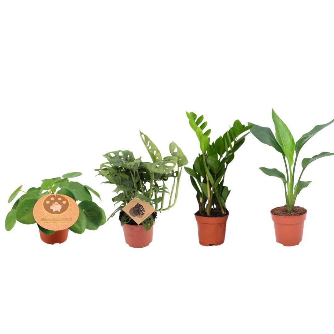 Musthave Plantenbox - 4 stuks - ร12cm - โ20-40cm