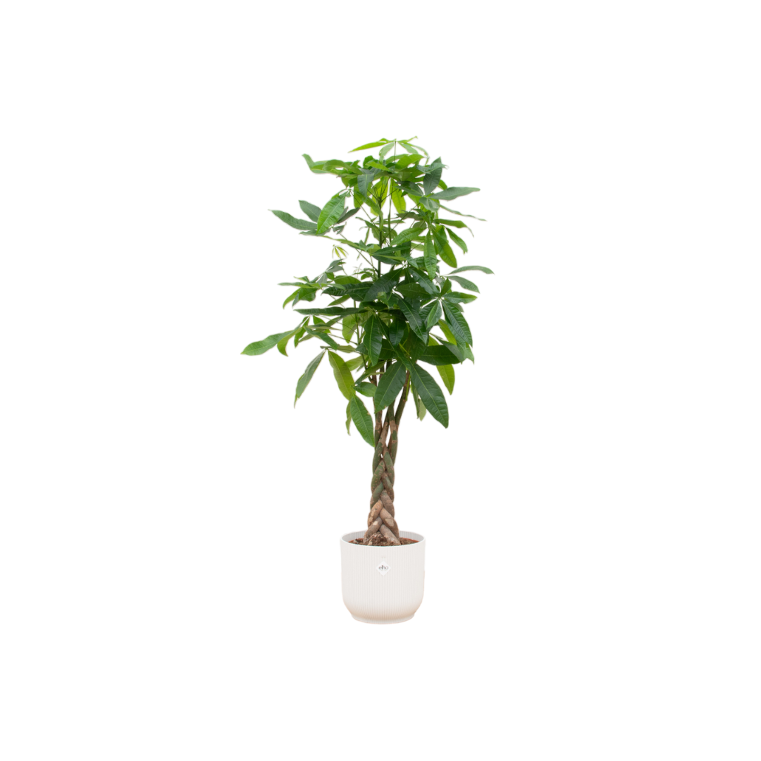 Pachira Aquatica inclusief elho Vibes Fold Round wit - 160cm - Γ30