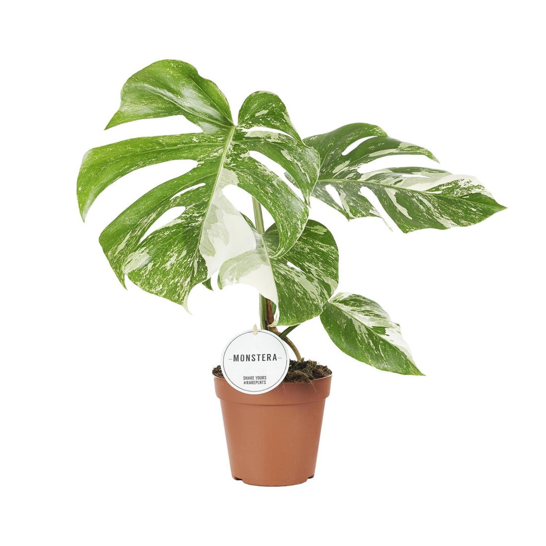Monstera Deliciosa Variegata - ร15cm - โ45cm