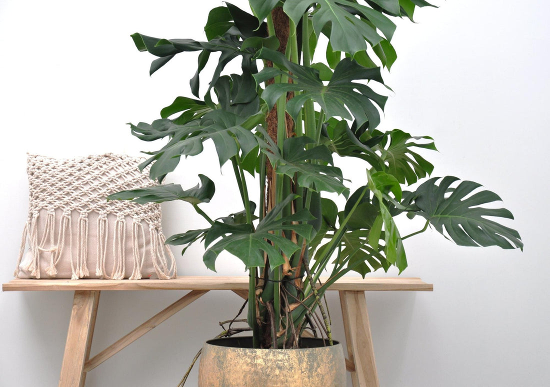 Monstera Deliciosa XXL - 150cm - β27