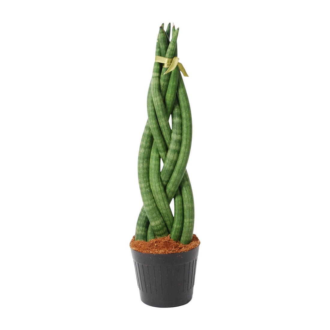 Sansevieria cylindrica &