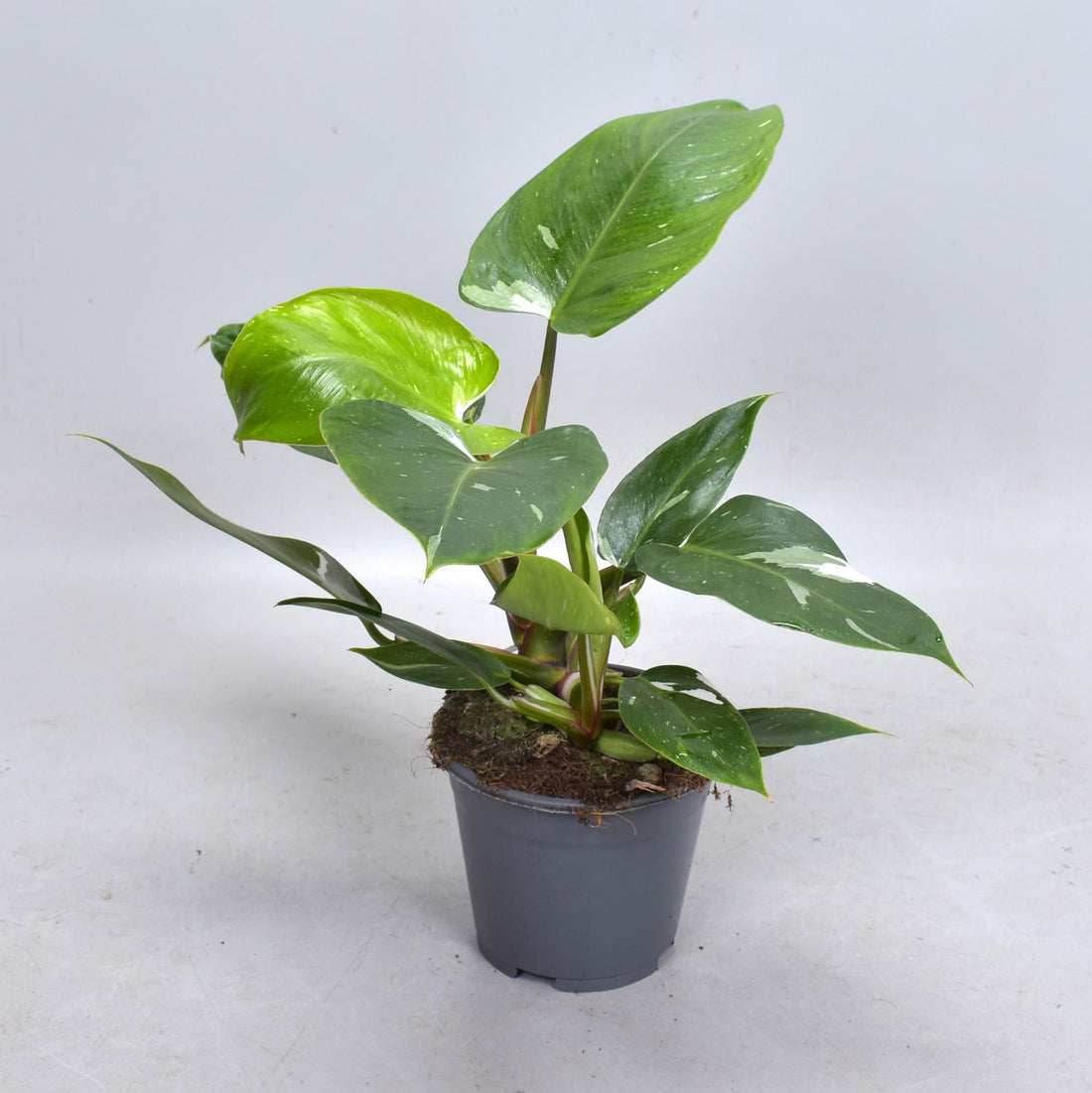 Philodendron White Princess (Decorum) - ร14cm - โ35cm
